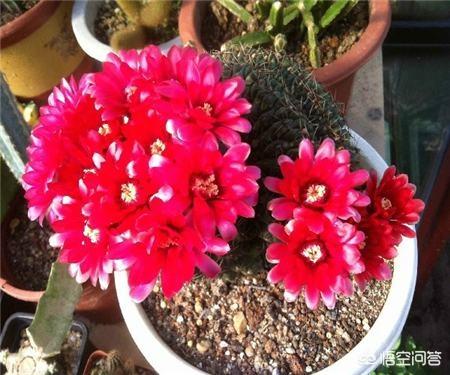 仙人球（仙人球图片）