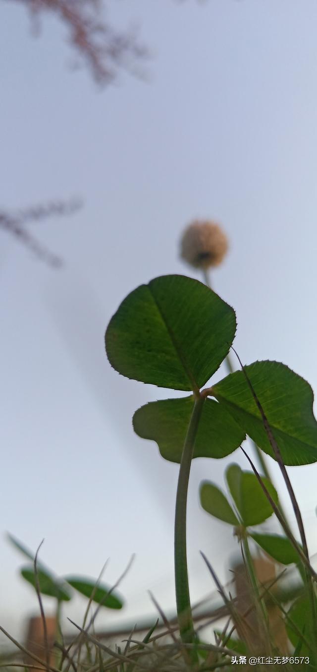 霍栩耐姜倾心最新更新顶点阁