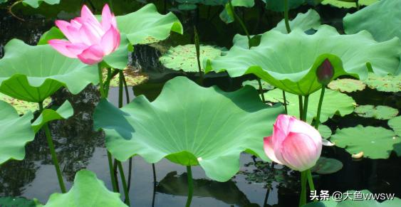 菡萏怎么读（惟有绿荷红菡萏怎么读）