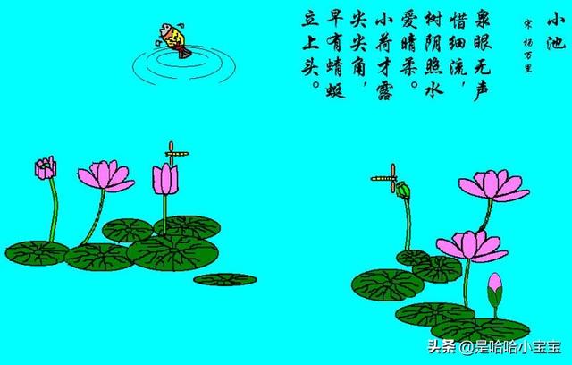 小荷尖尖作者金银花露(小荷尖尖是成语吗)