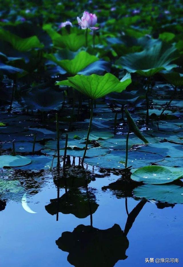 老人与海的作者是谁（《老人与海》好句摘抄）